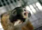 ボリビアリスザルの写真 4